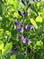 Baptisia australis, Falscher Indigo, Blaue Färberhülse, Färbepflanze, Färberpflanze, Pflanzenfarben,  färben, Klostergarten Seligenstadt